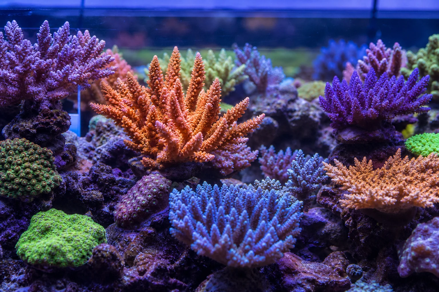 Gesundes SPS-Korallenriff-Aquarium mit leuchtenden Farben