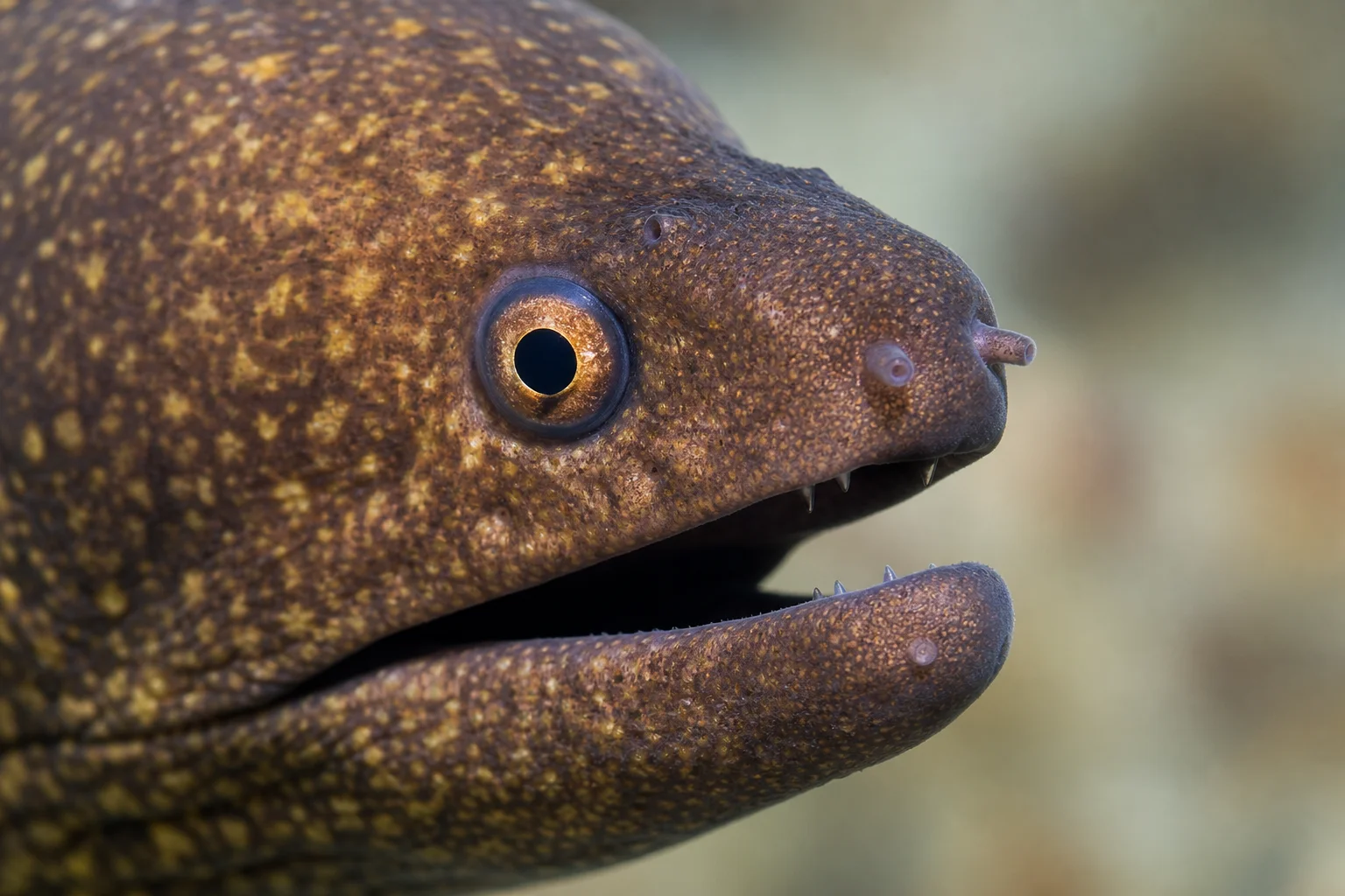 Close-up of a moray eel's face showing detail and eye clarity