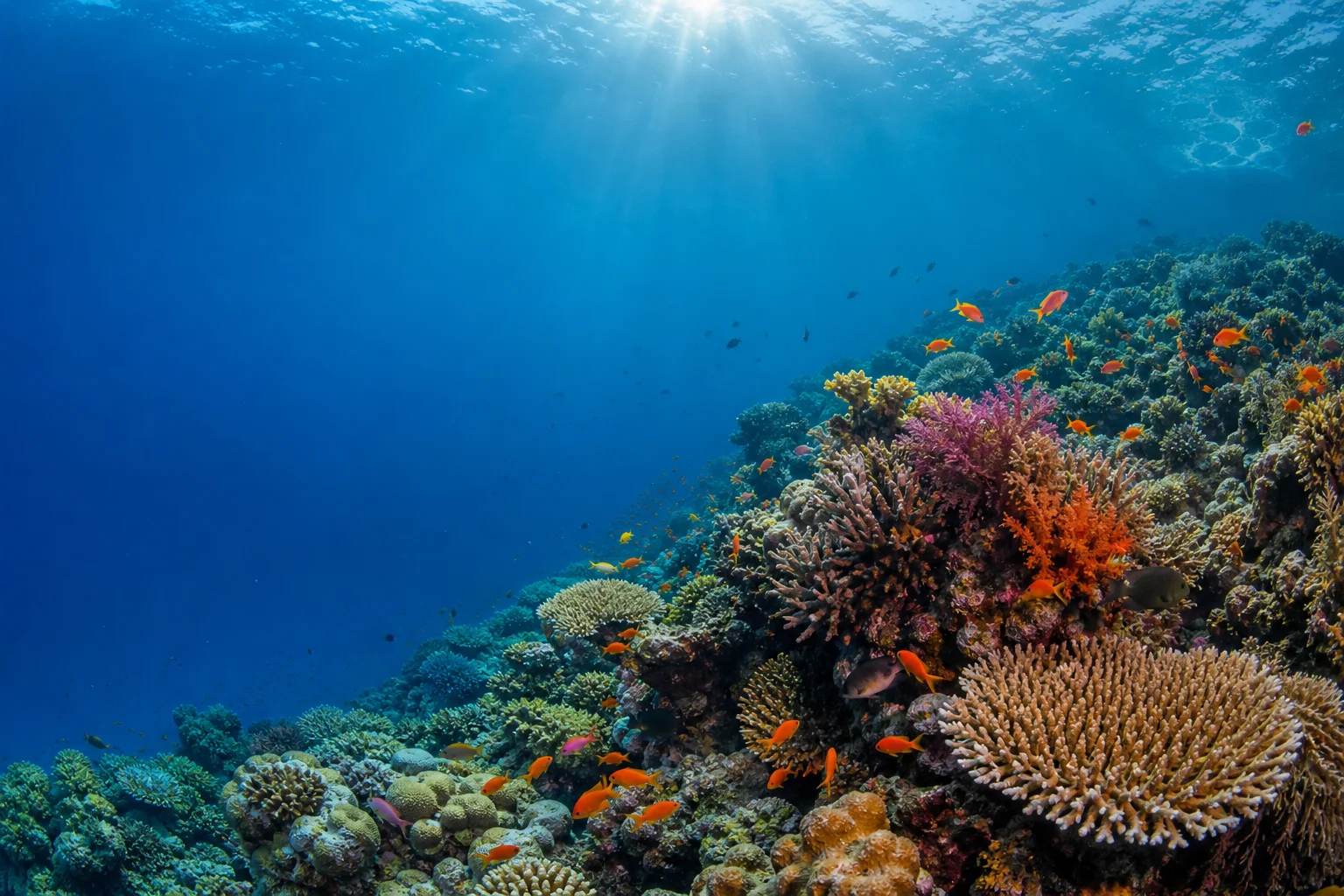 Underwater scene transitioning from blue water to colorful coral and fish