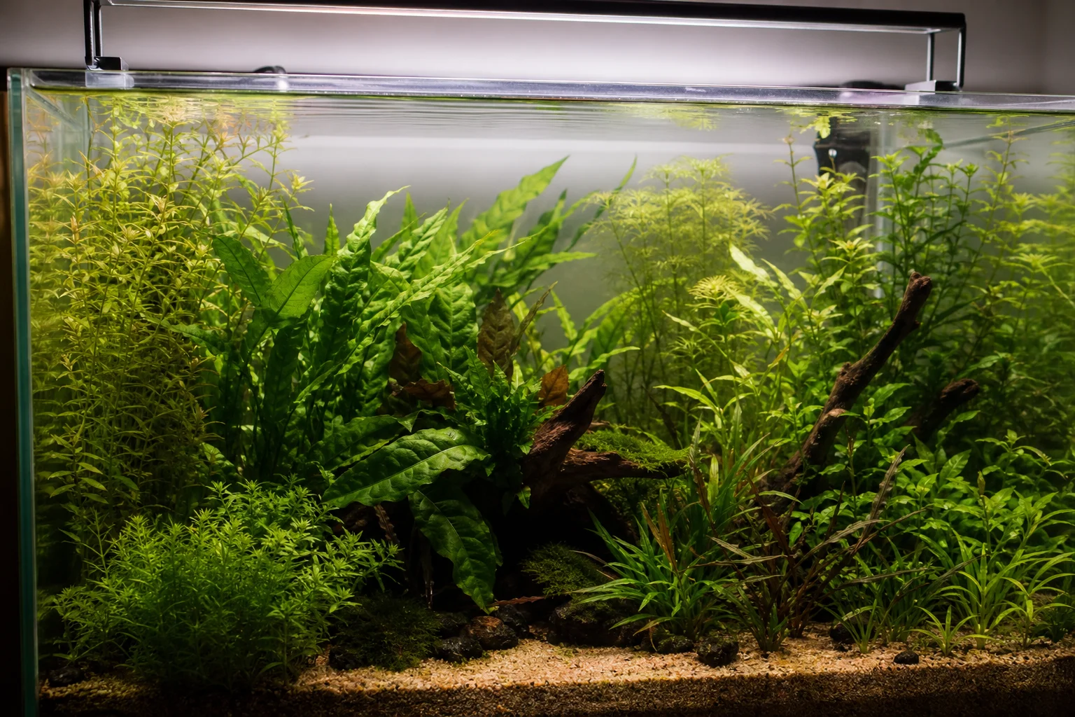 Aquarium with lush green plants illuminated by warm LED light