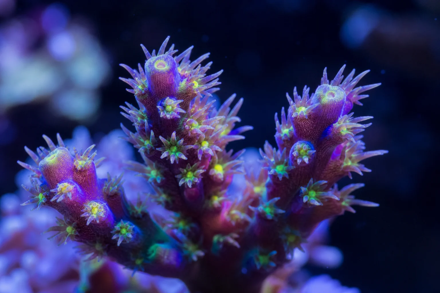 Vibrant coral polyps illuminated by blue and white spectrum lighting
