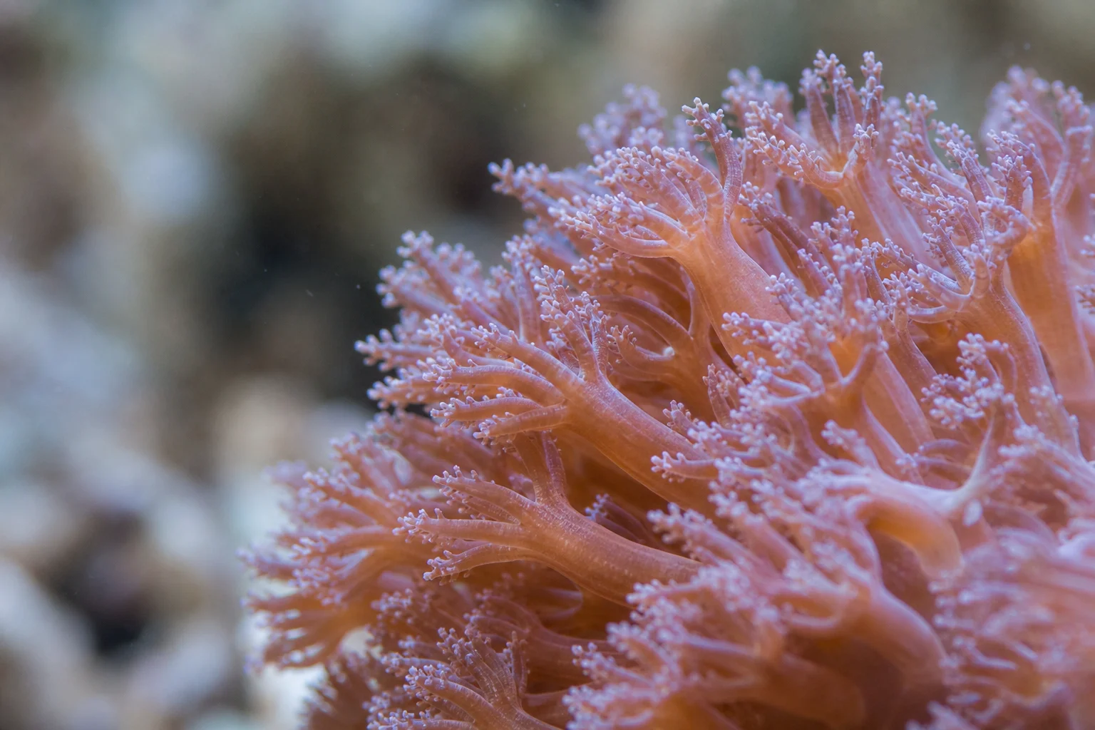 Close-up of soft coral polyps extending in saltwater aquarium