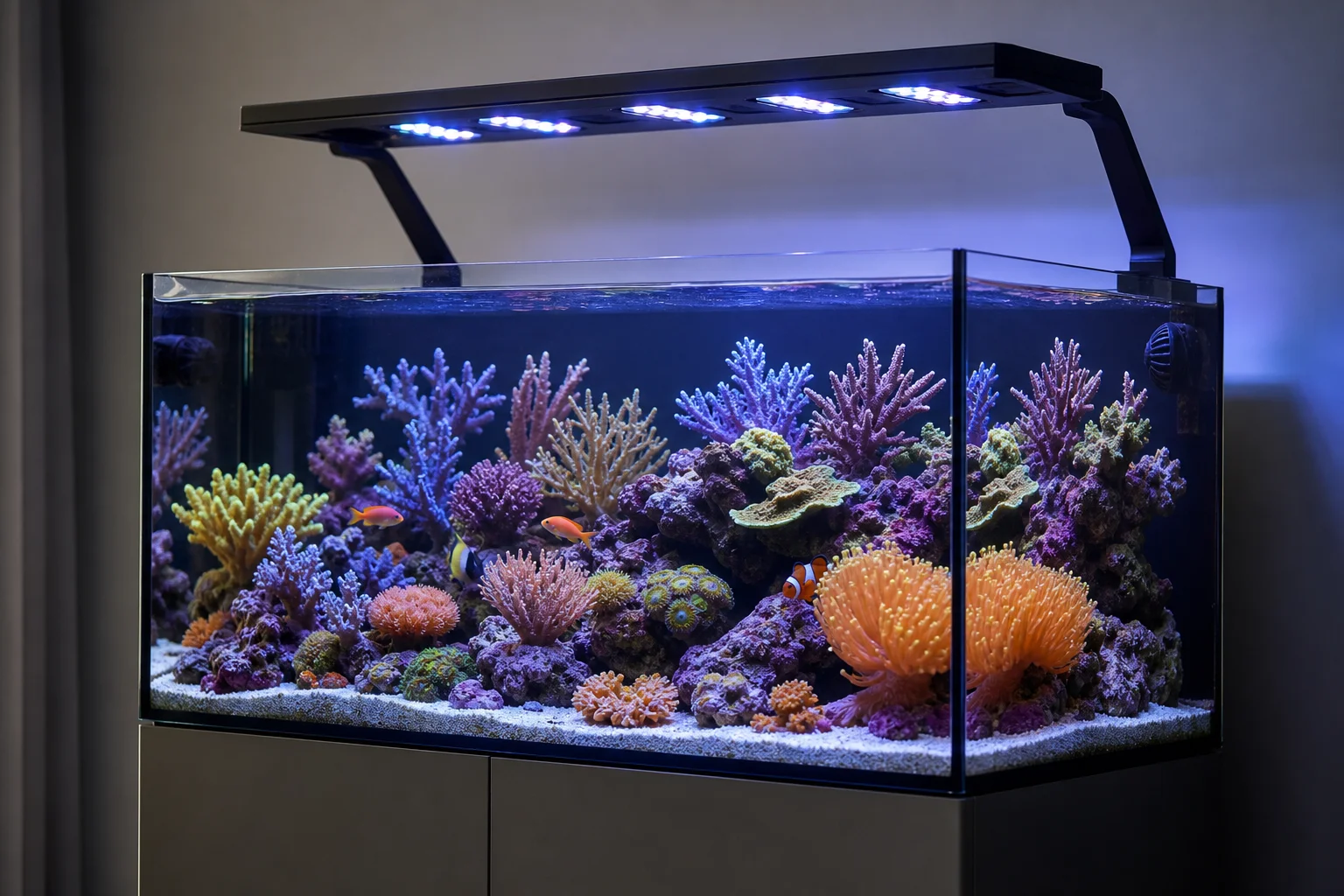 Saltwater reef aquarium with colorful corals under professional lighting
