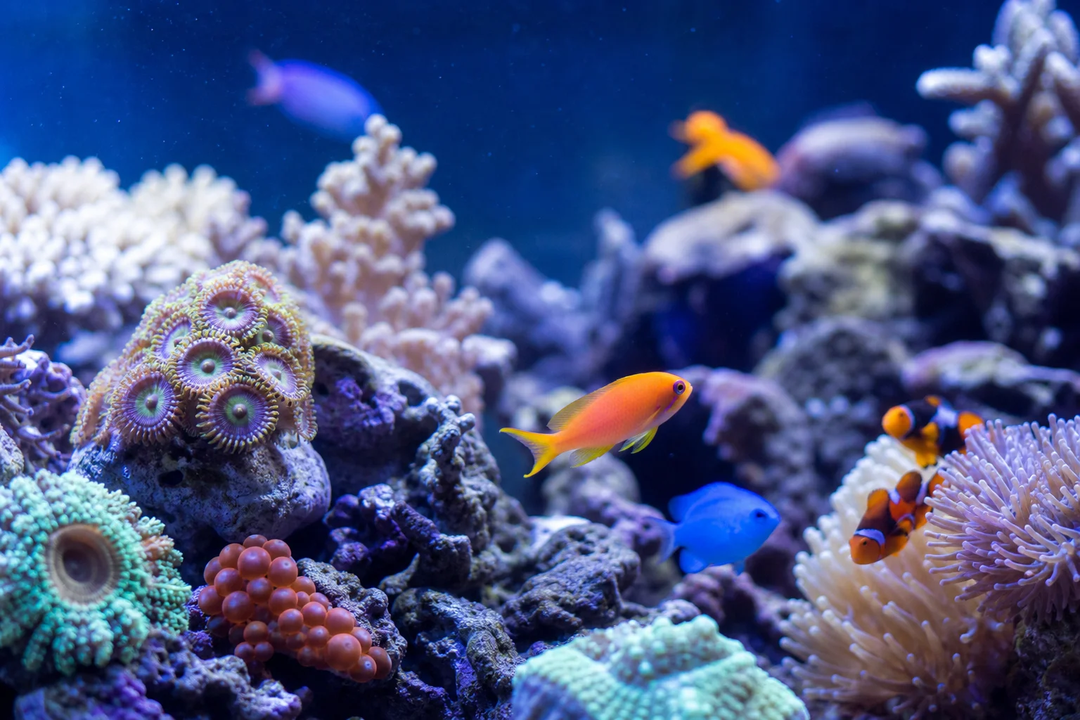 海水缸中珊瑚蟲與礁岩魚類的特寫