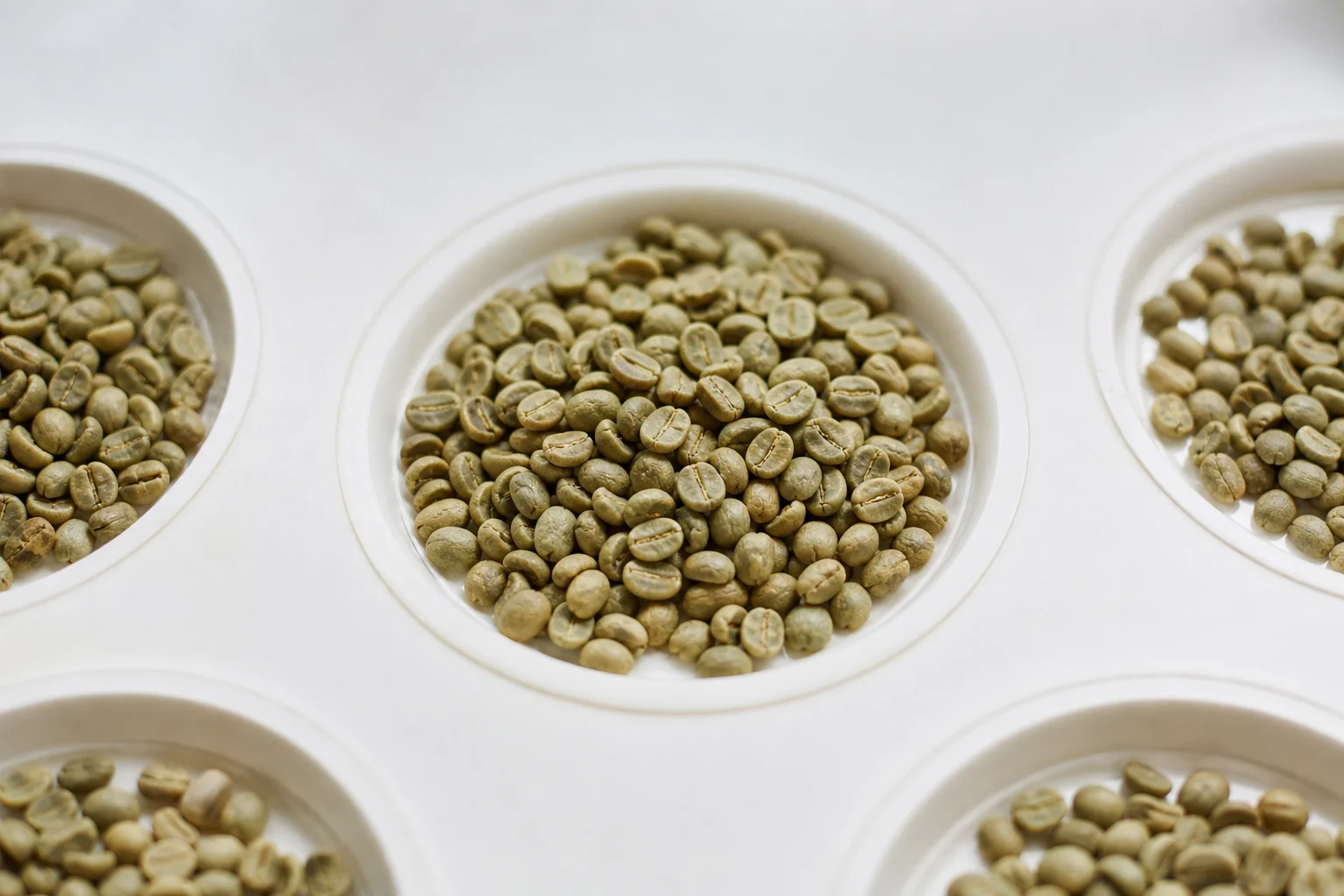 Grüne Kaffeebohnen auf einem weißen Cupping-Tisch bei natürlichem Licht
