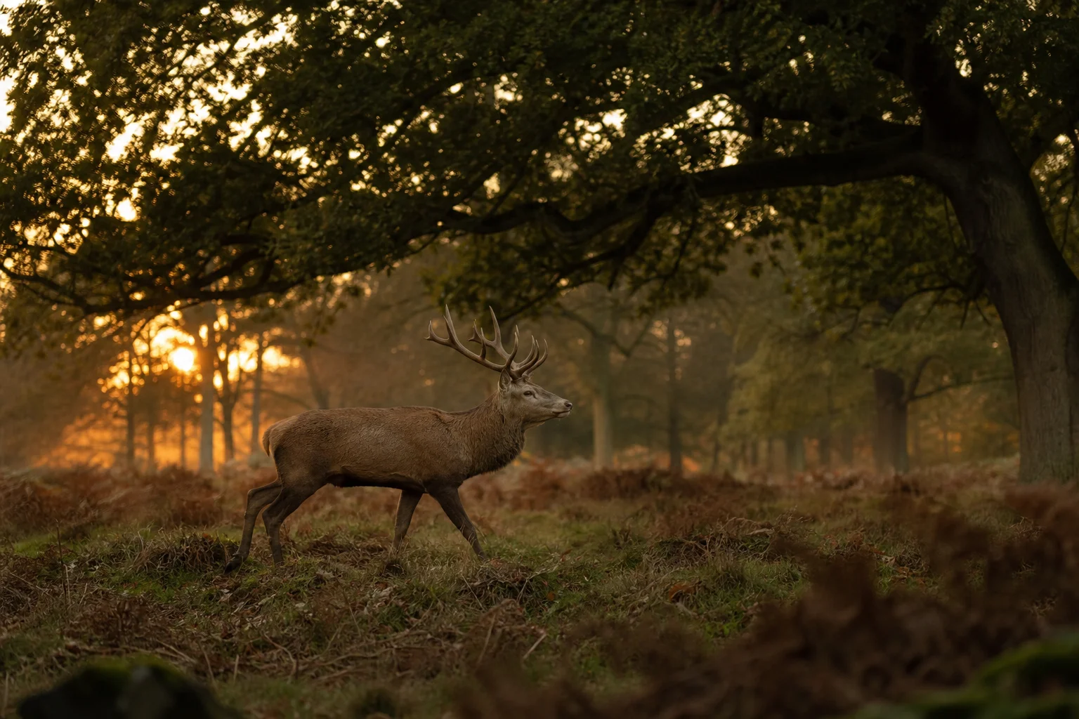 Wildlife deer walking through forest at dusk with natural lighting