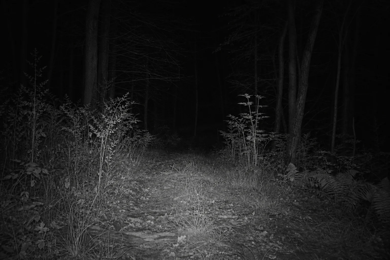 Forest path at night illuminated by infrared trail camera light