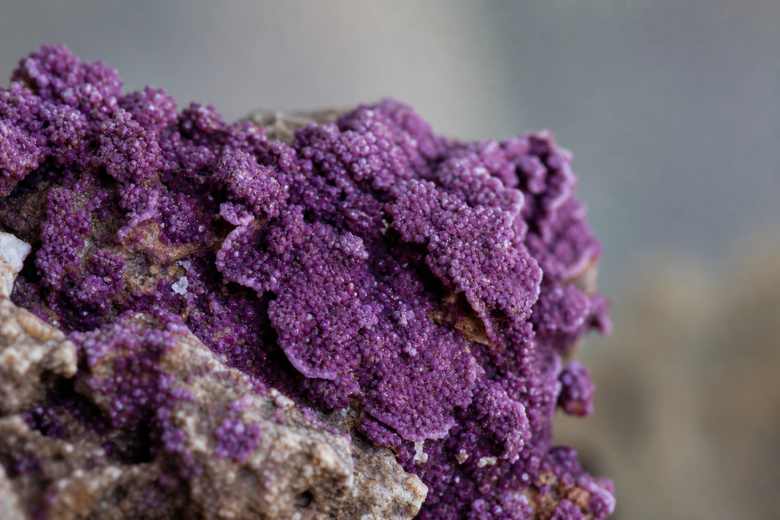 Close-up of purple coraline algae on aquarium rock surface