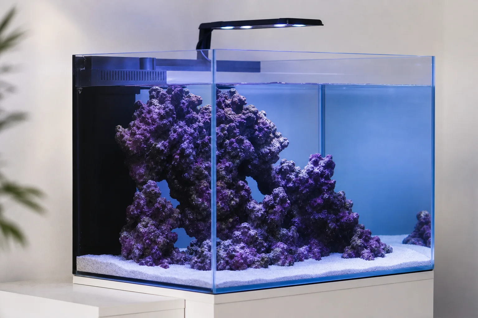 剛完成養水程序的海水珊瑚缸，深色岩石上覆蓋著紫色鈣藻