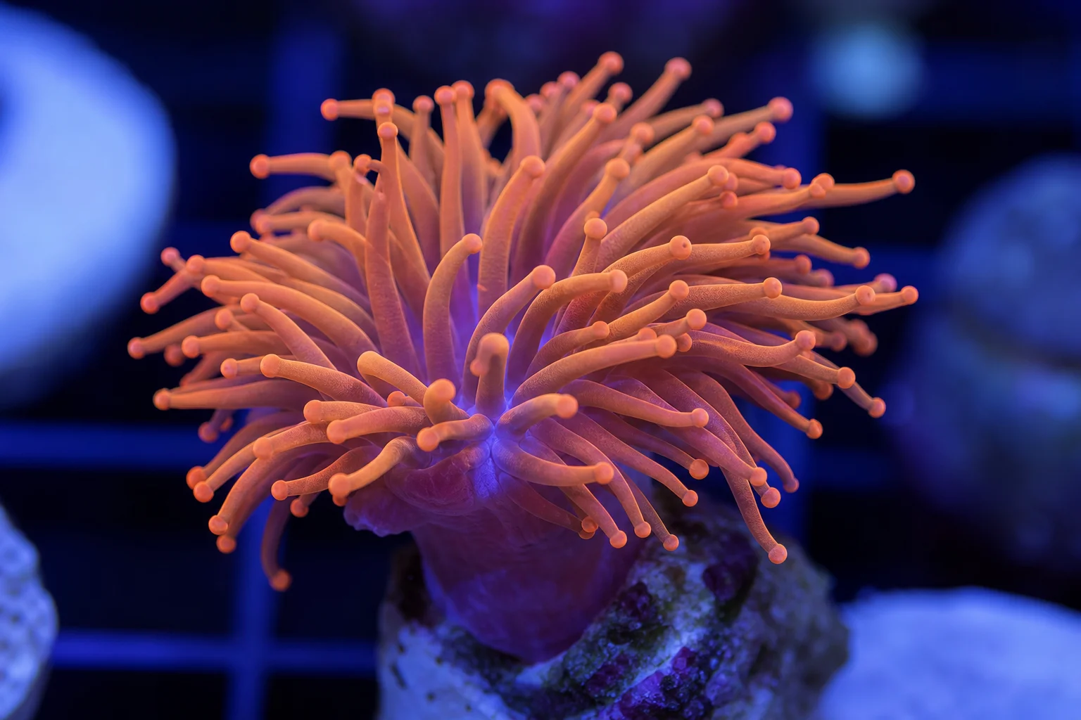 Colección de corales de arrecife exigentes, incluyendo acropora roja, coral plato, coral antorcha y gonipora