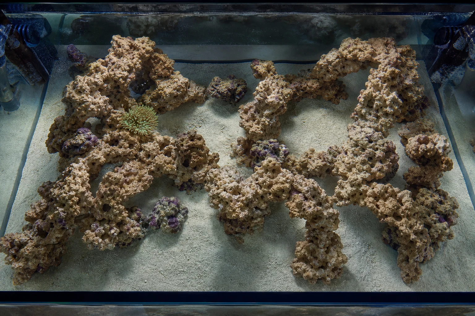 Draufsicht auf ein 125-Gallonen-Salzwasseraquarium mit Gesteinsstrukturen und Korallen
