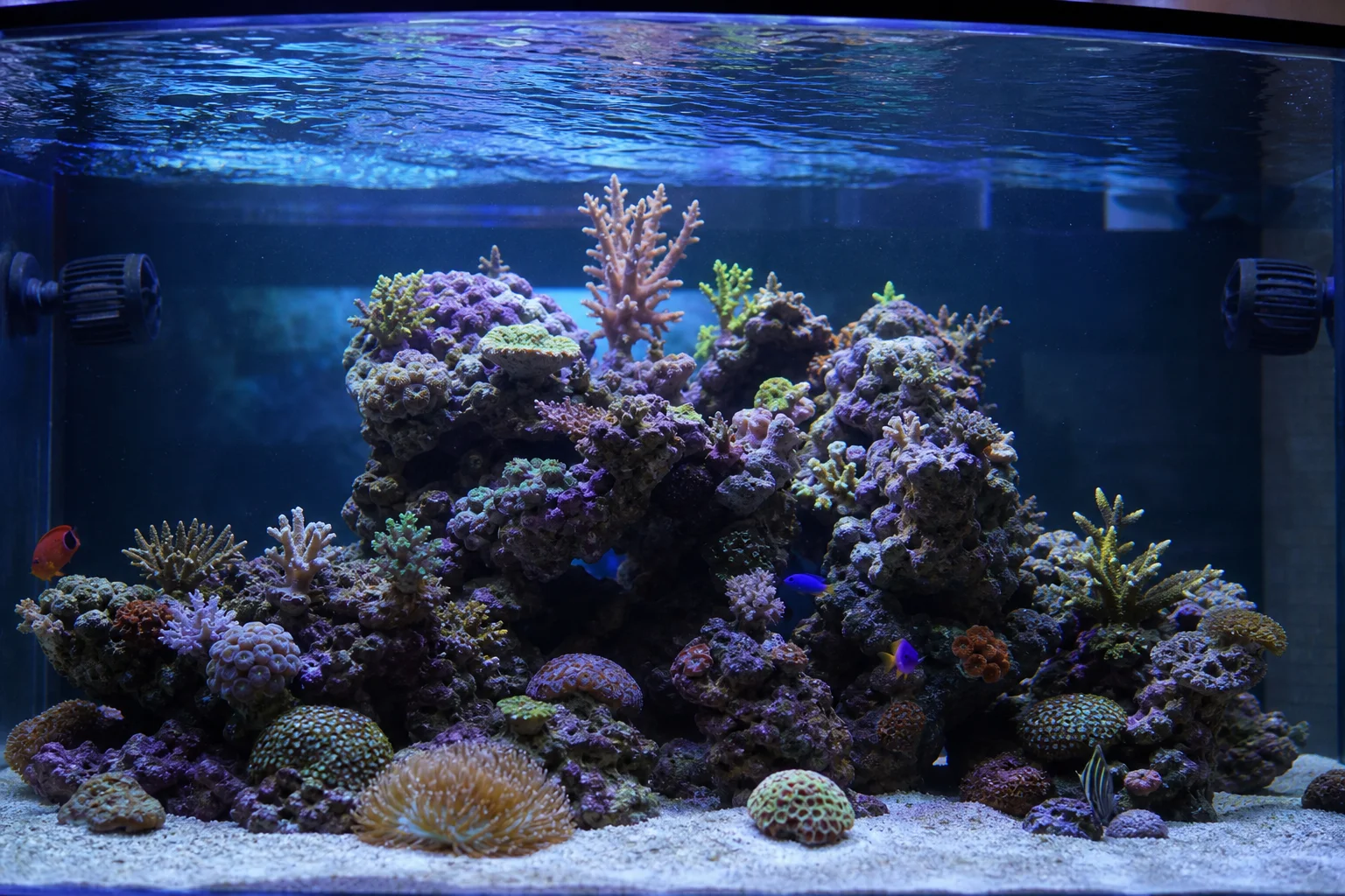 Vista interior de un acuario de agua salada de 125 galones con roca viva y coral