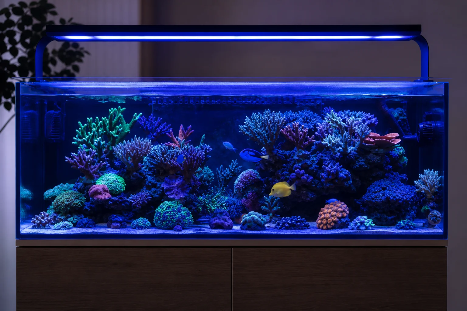 Reef aquarium tank illuminated with blue LED spectrum lighting