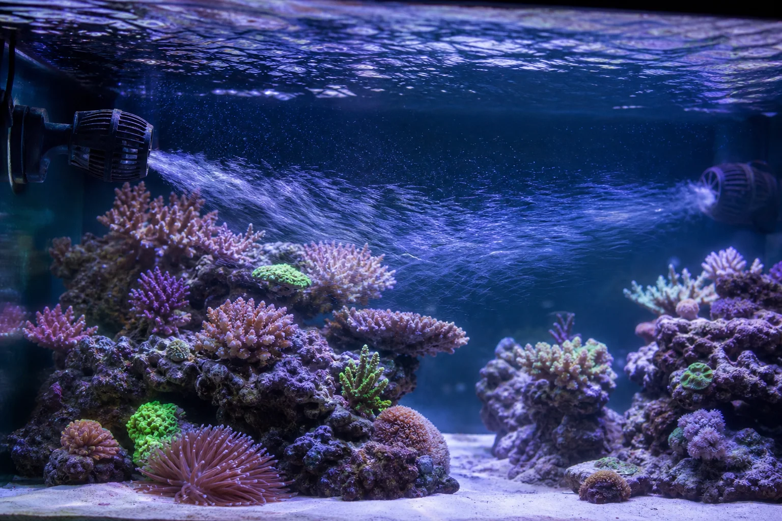 海水缸內造浪器與沉水馬達創造出的水流模式