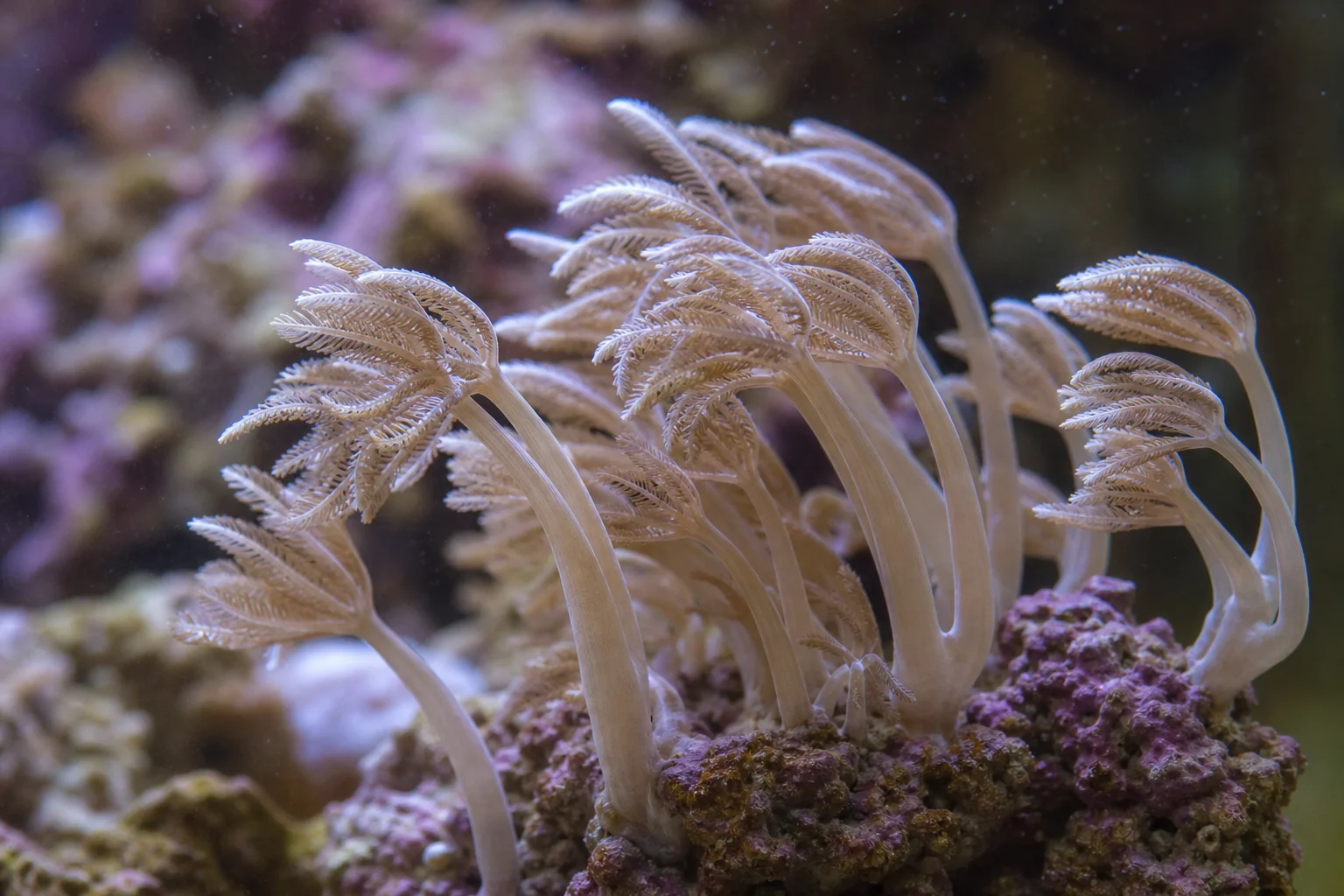 Xenia corals swaying gently in aquarium water current