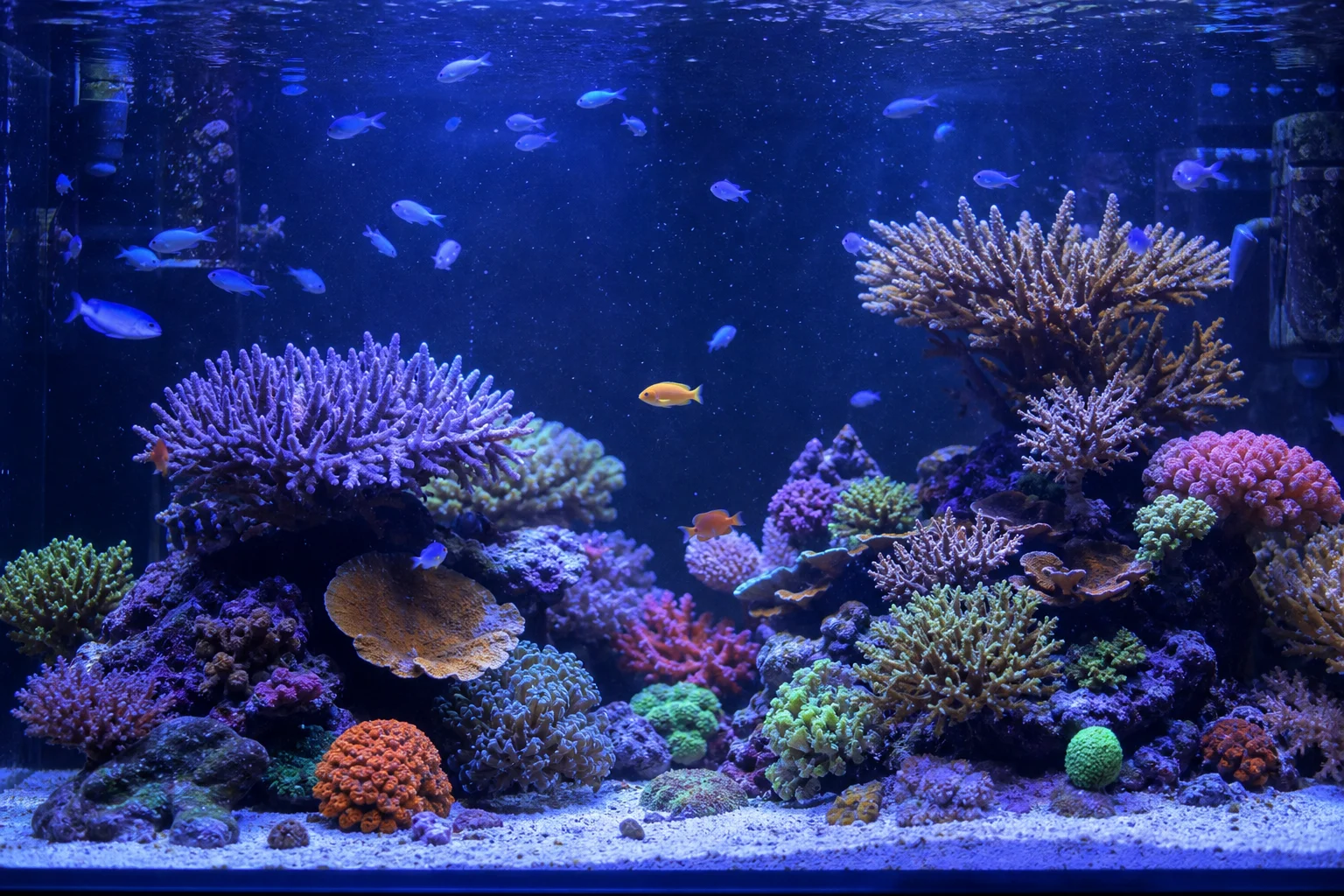 藍光照射下，擁有色彩繽紛珊瑚與魚類的海水缸
