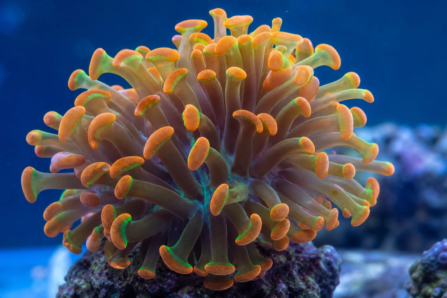 Colección de corales de arrecife exigentes que incluye acropora roja, coral plato, coral antorcha y gonipora