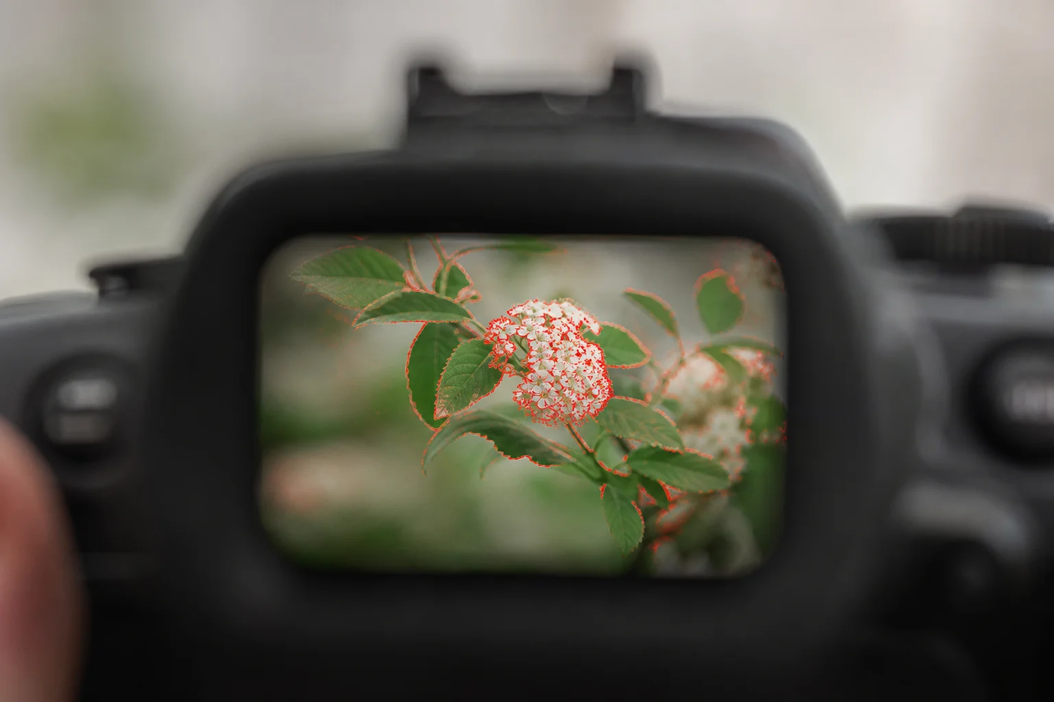 Electronic viewfinder display with magnified focus peaking overlay