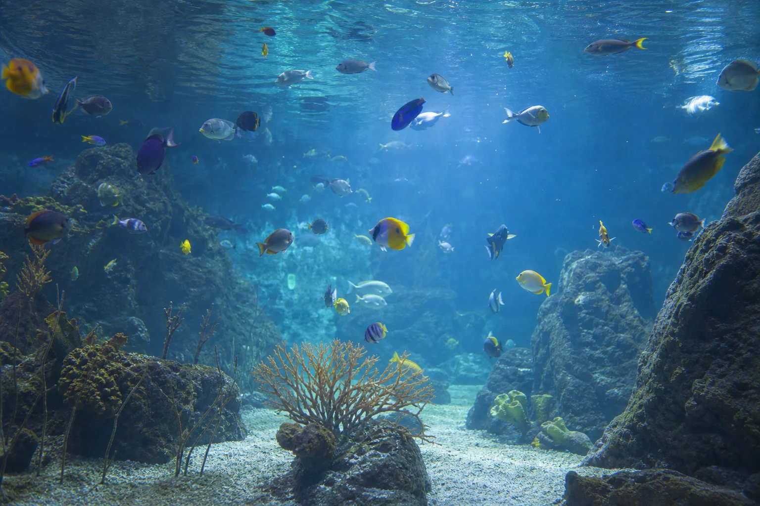 Vue sous-marine à travers une grande vitre d'aquarium avec des poissons tropicaux