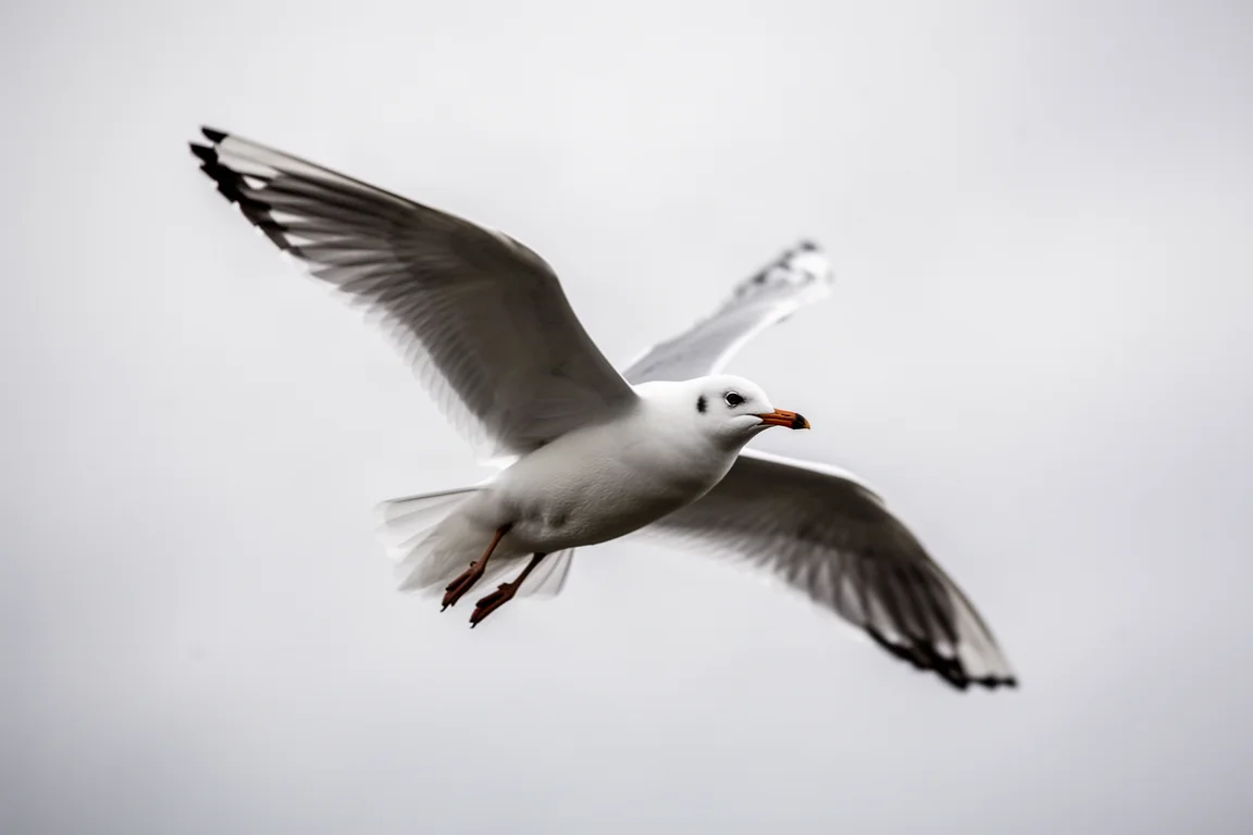 Un gabbiano in volo su uno sfondo di cielo soffuso