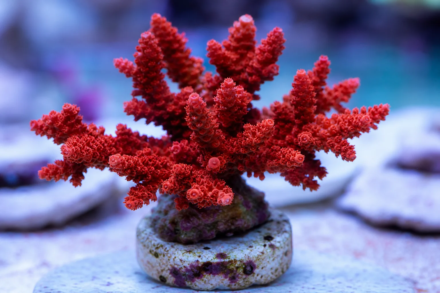 Colección de corales de arrecife exigentes que incluye acropora roja, coral plato, coral antorcha y gonipora