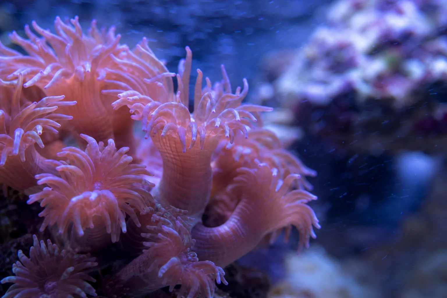 海水缸中珊瑚水螅體在流動水流中伸展的特寫鏡頭