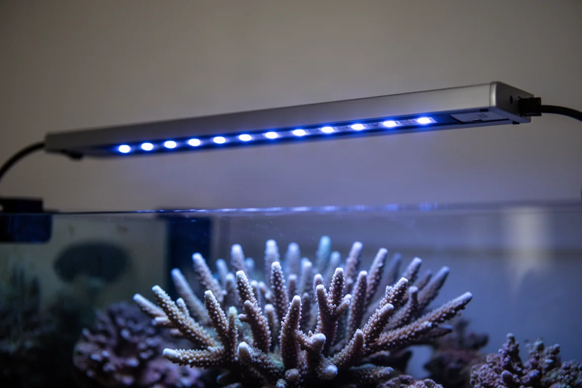 纖薄藍色 LED 燈條在珊瑚上方投下均勻光暈的特寫