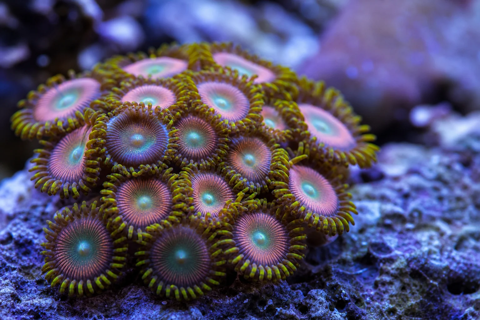 Close-up of colorful zoanthid corals with intricate polyp patterns in a reef tank