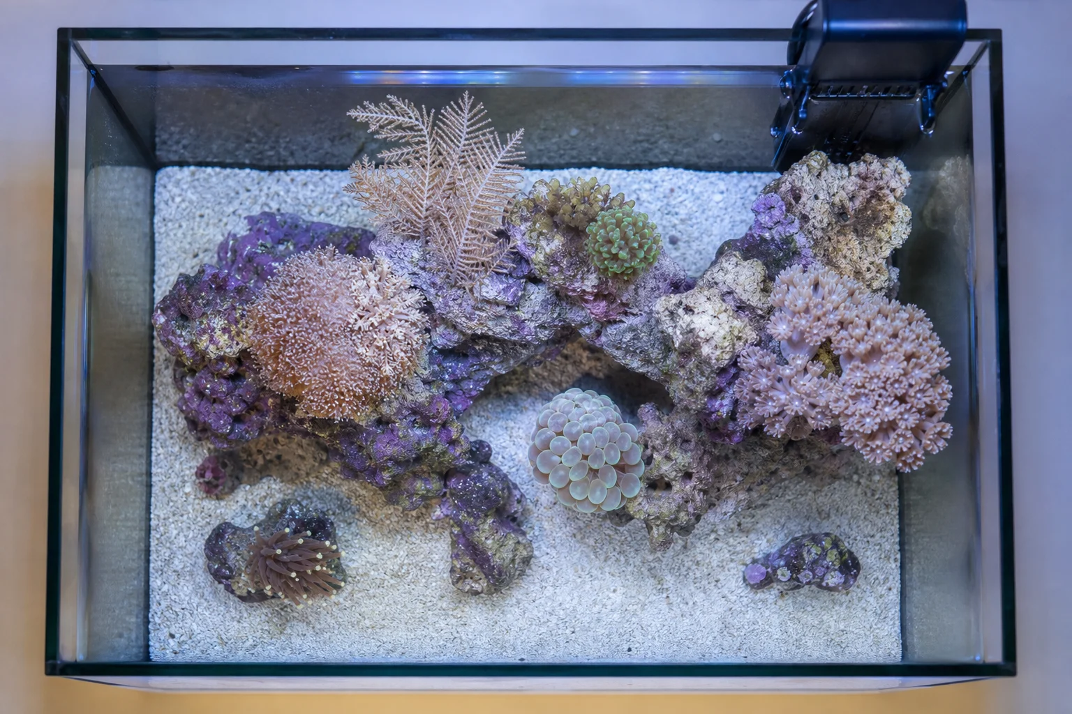 Overhead view of a pico reef tank showing rock placement, coral distribution, and water clarity