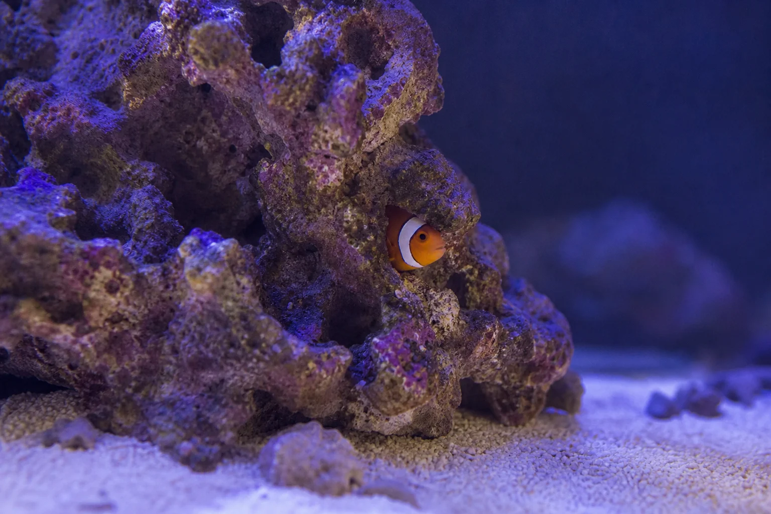 A shy clownfish peeking out from behind live rock in a pico tank