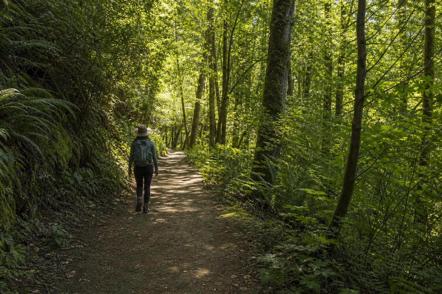 Hiker on forest trail with dappled sunlight through green canopy