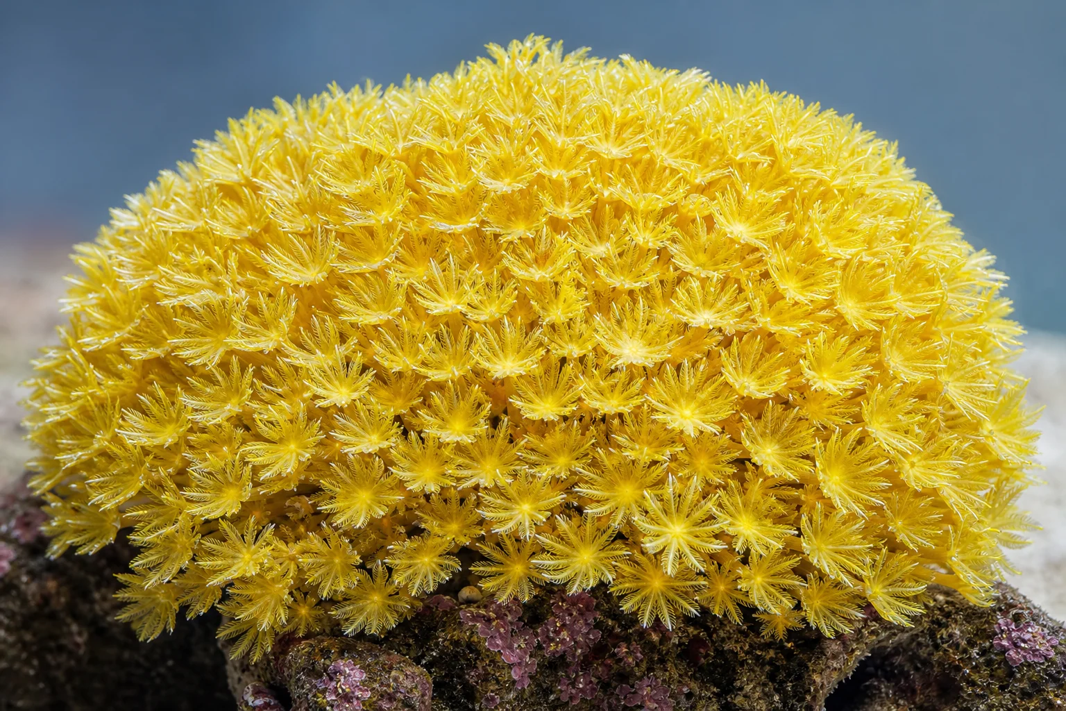 Coral cuero amarillo de Fiji que muestra una coloración amarilla vibrante bajo iluminación de espectro completo