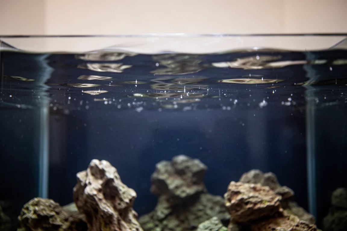 Primo piano della superficie calma dell'acqua dell'acquario con leggere increspature sotto la luce