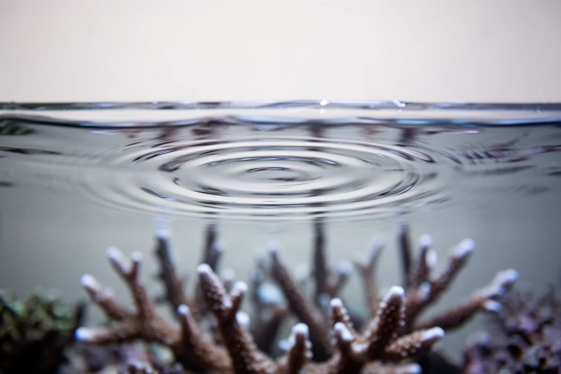 Close-up of gently rippling aquarium water surface catching soft blue-white light