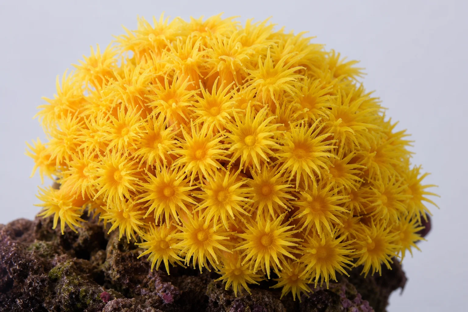 Colección de corales de arrecife desafiantes que incluye acropora roja, coral plato, coral antorcha y gonipora